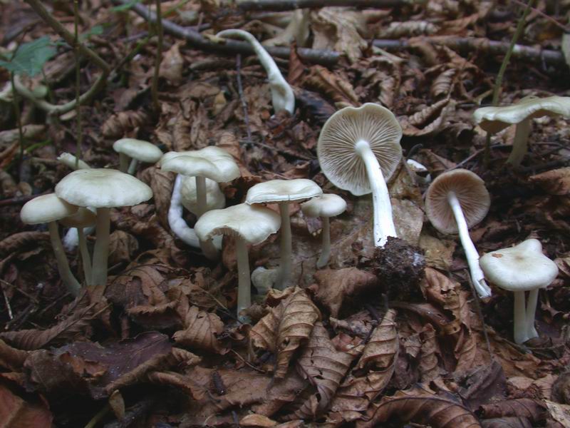 Escursione autunnale in Corsica - 3